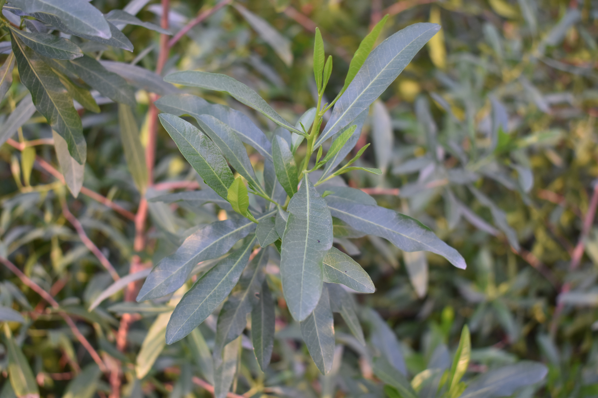 Picture of كف مريم الحمراء (Vitex)