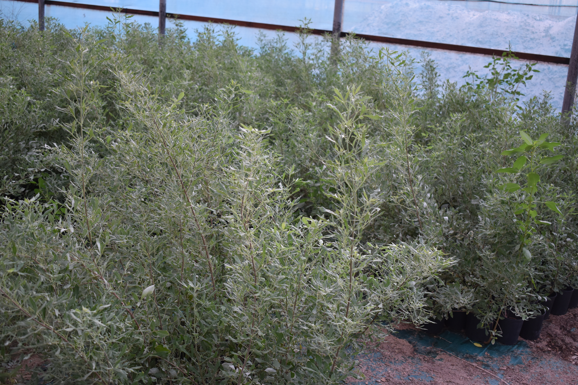 صورة كف مريم المبرقشه (Vitex)