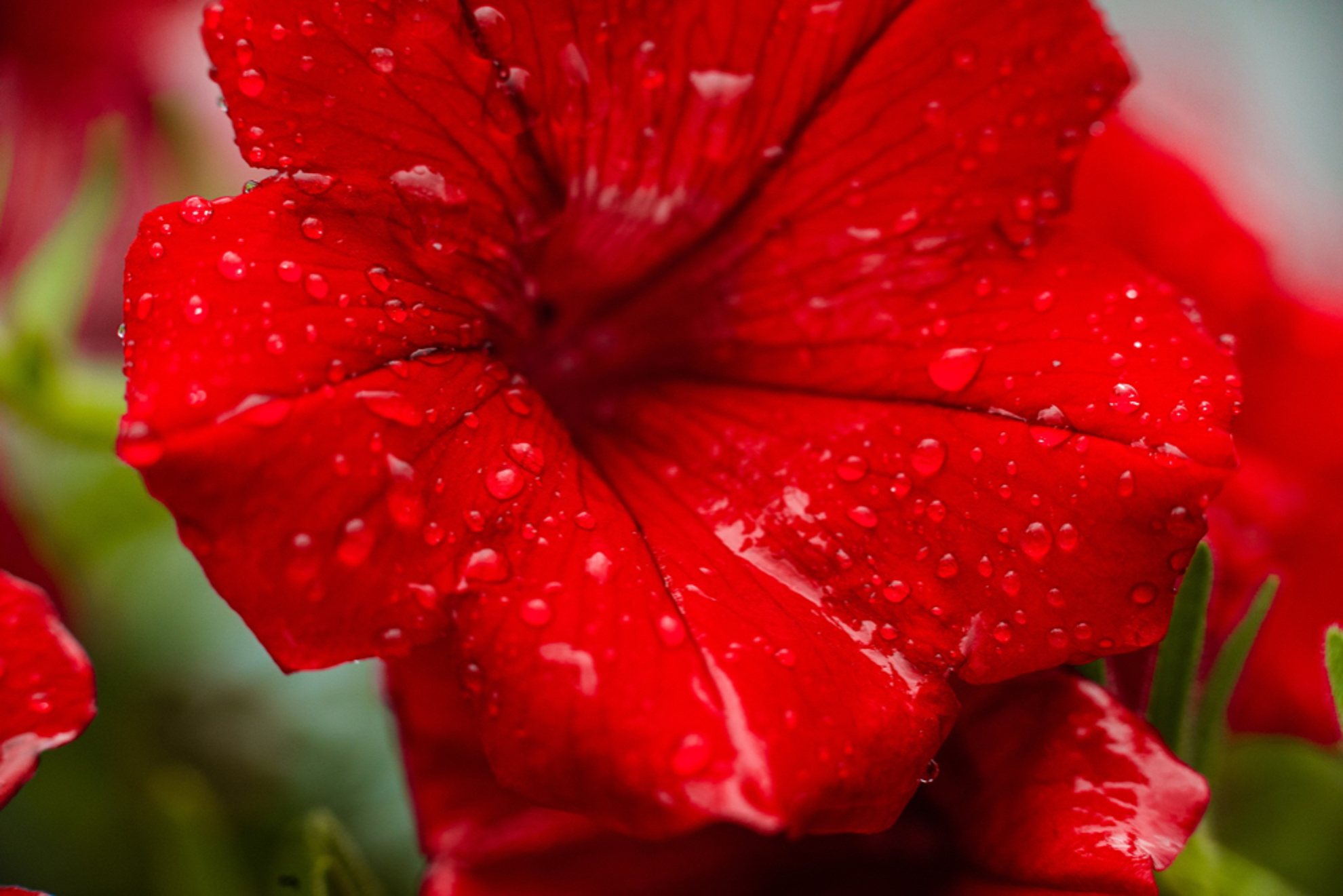 صورة Petunia  ( بيتونيا حمراء )