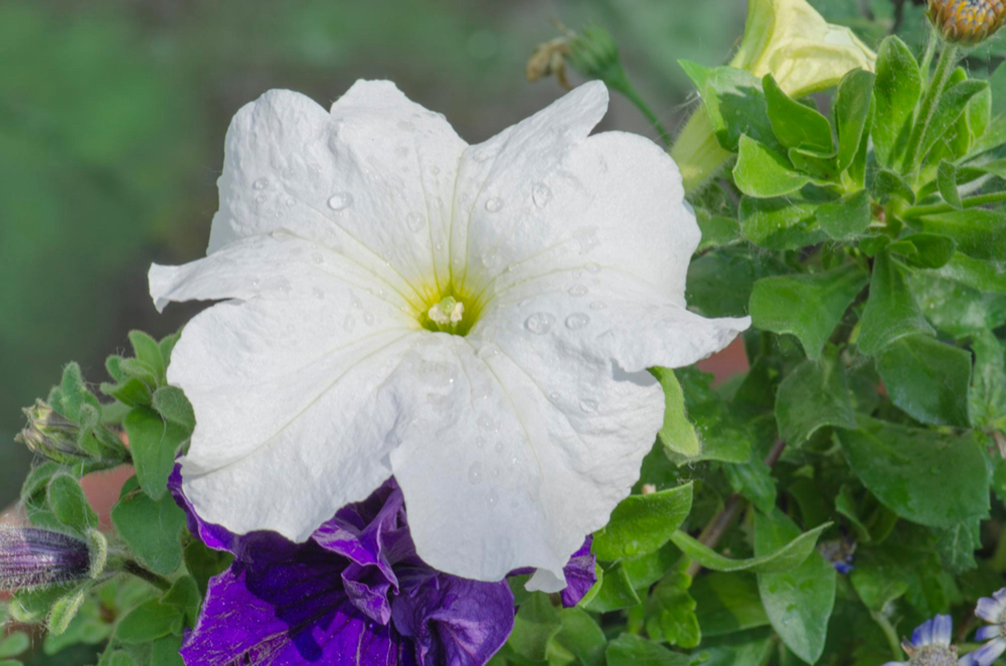 Picture of Petunia  ( بيتونيا )