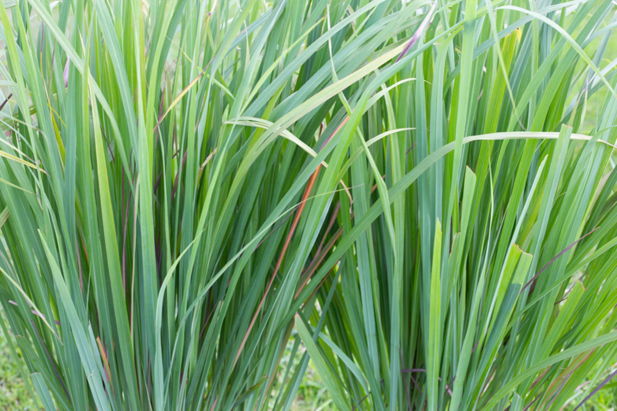 Picture of (lemongrass) ليمون جراس