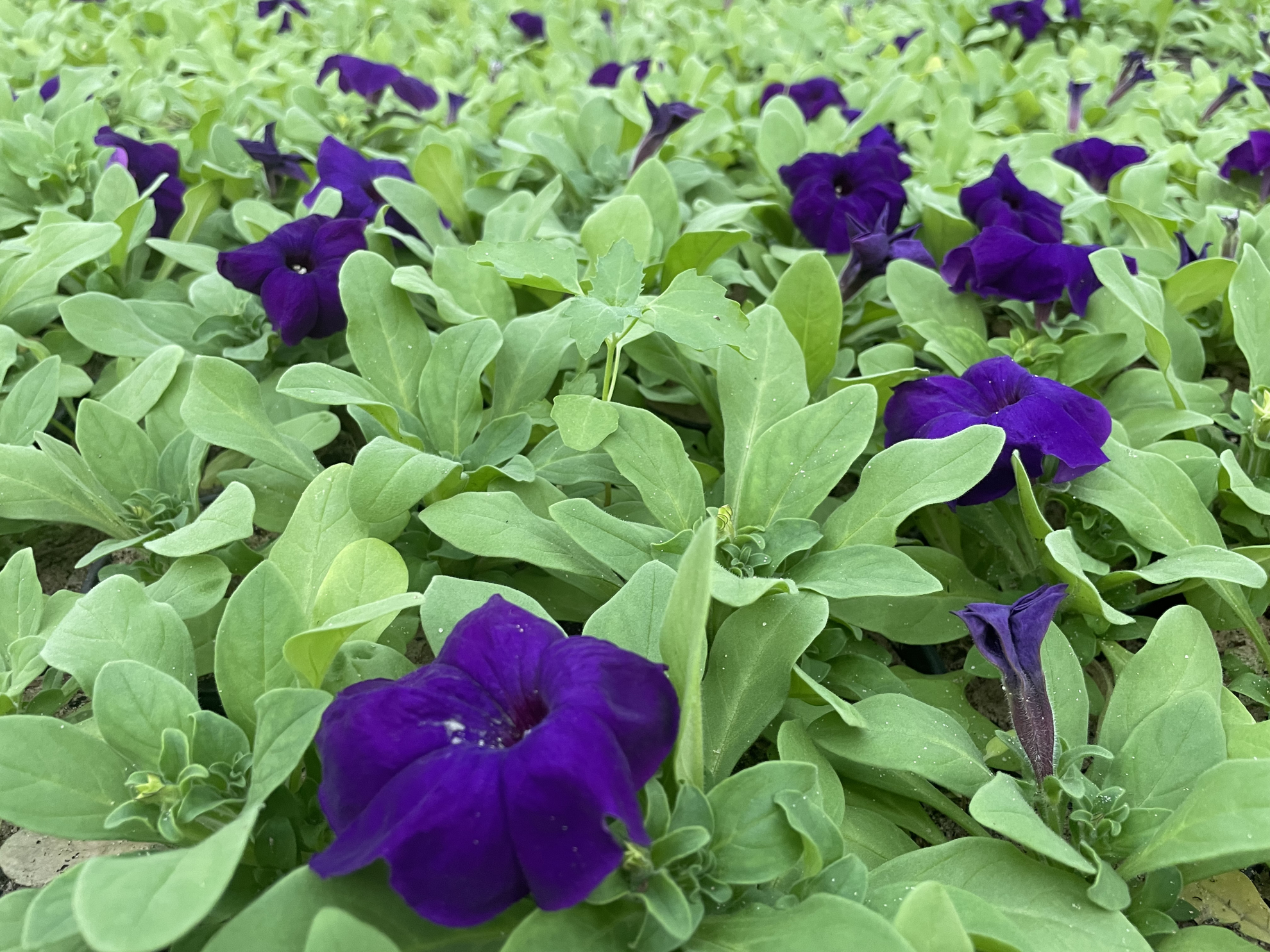 Picture of Petunia  ( بيتونيا بنفسجية ) ١٠٠ حبة