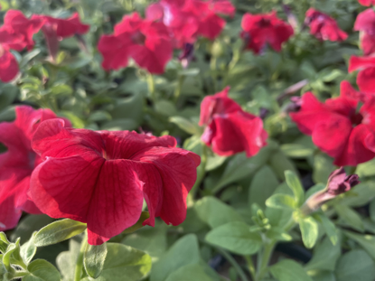 Picture of Petunia  ( بيتونيا لون أحمر )    ١٠٠ حبة