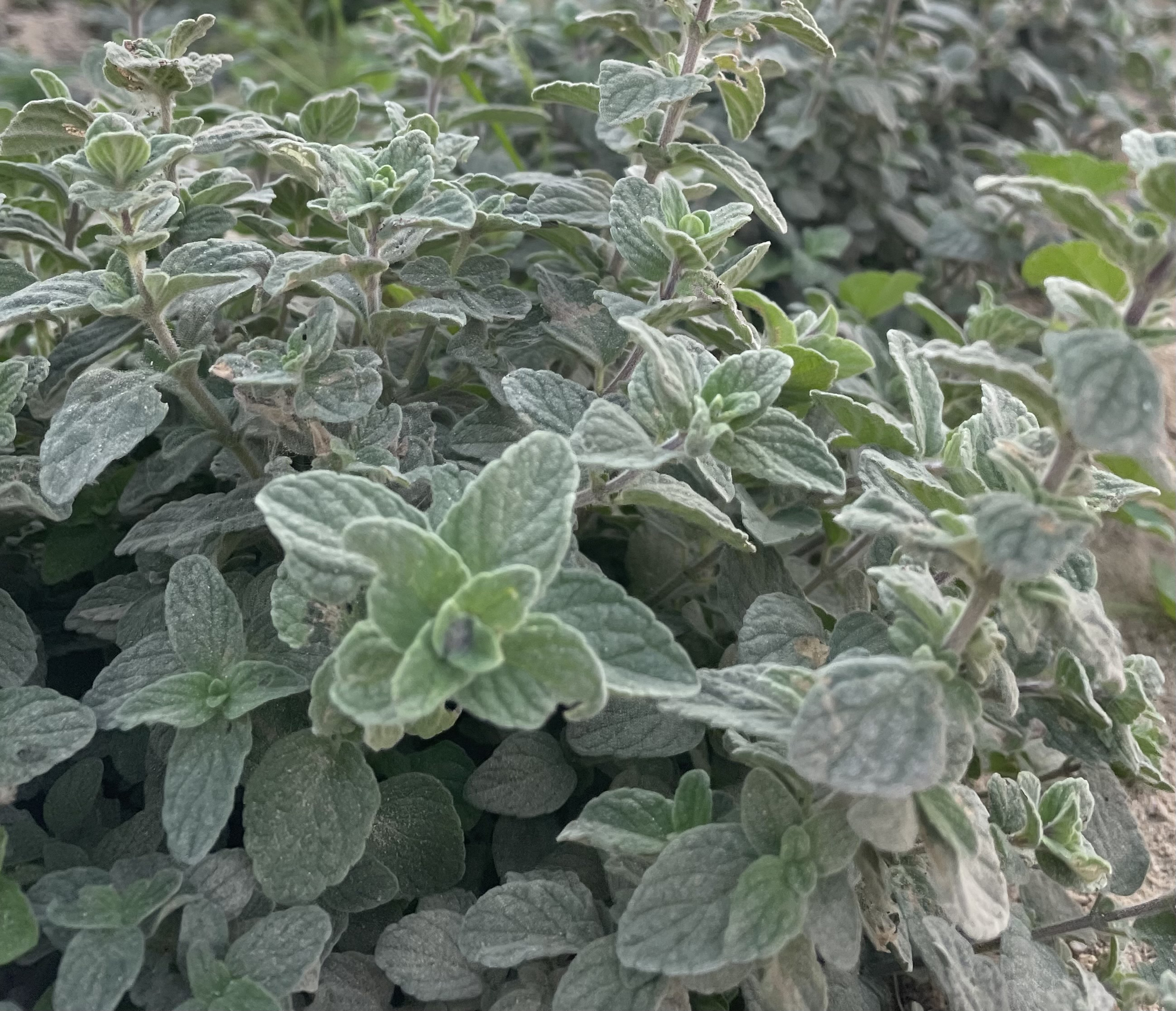 Picture of زعتر أخض بري zaatar