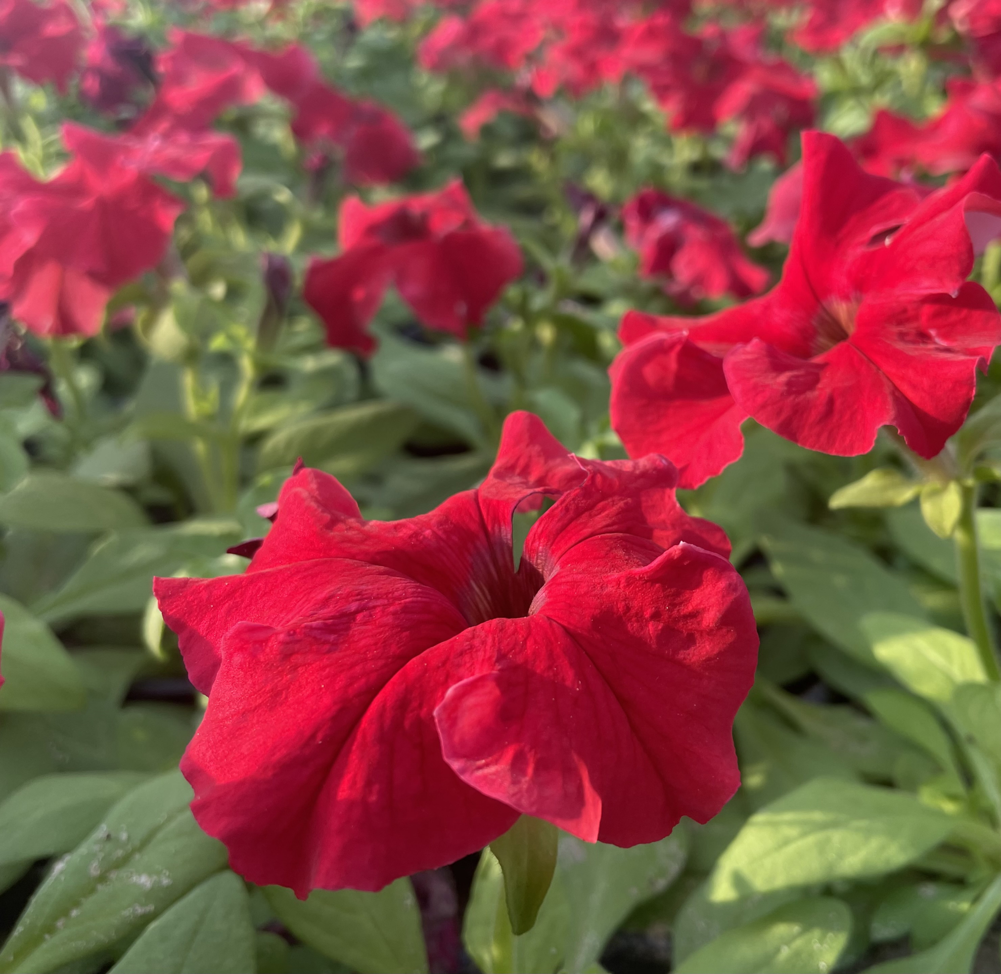 Picture of ورد بتونيا أحمر ١٠٠ حبة red petunia flowers