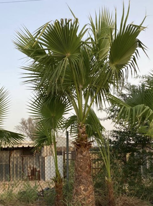 Picture of واشنطونيا ارتفاع  متر واحد