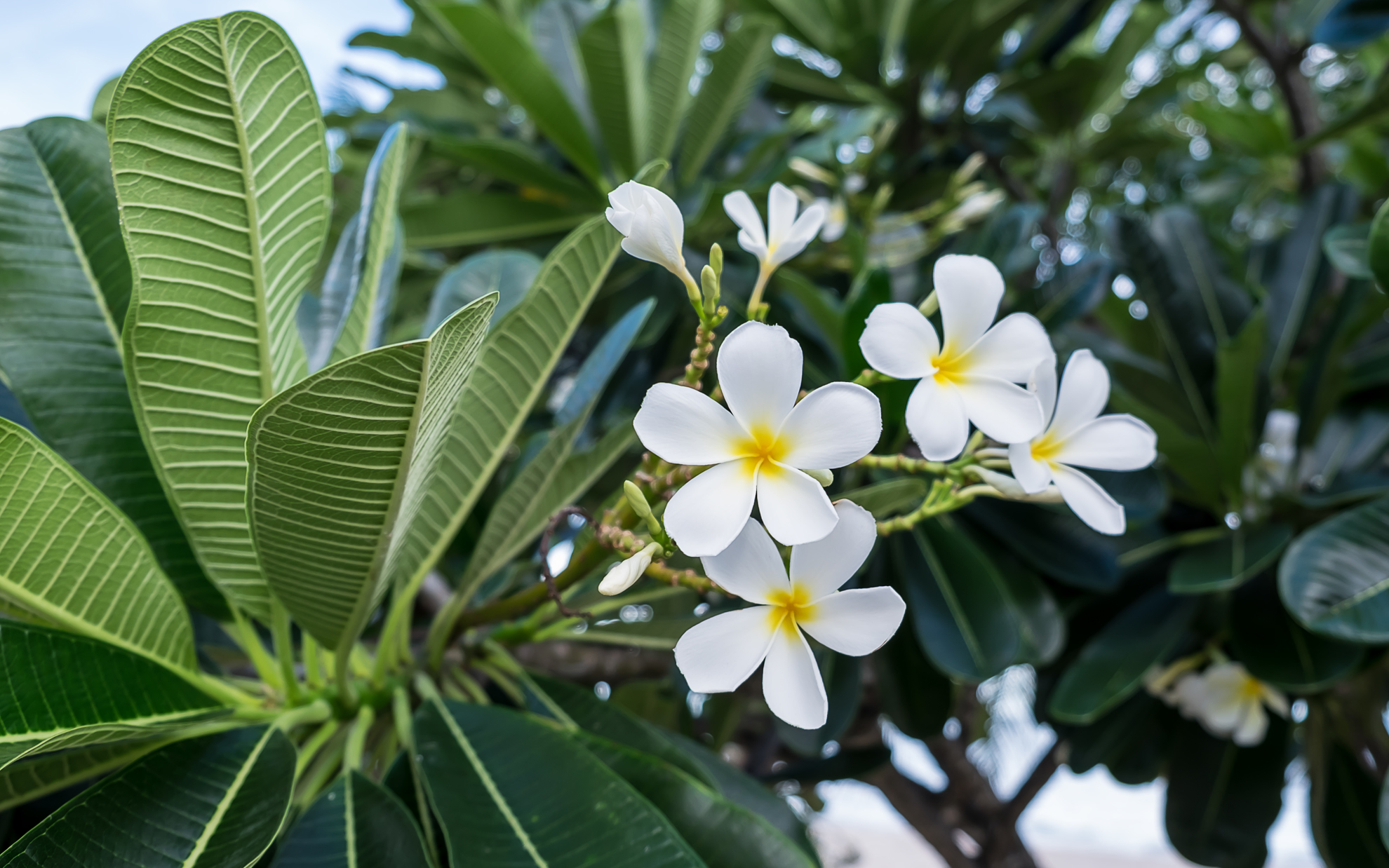 Picture of plumeria فتنة ارتفاع متر