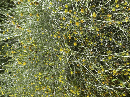 Picture of عرفج لاعدد ١٠ شتلات